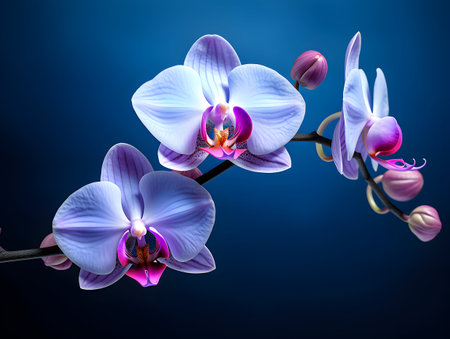 Orchid flower in studio background, single orchid flower, Beautiful flower imagesの素材