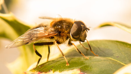 A Hoverfly on a leaf