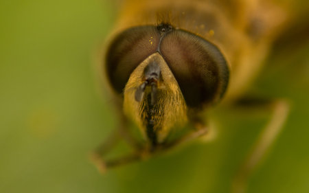 A Hoverfly on a leaf