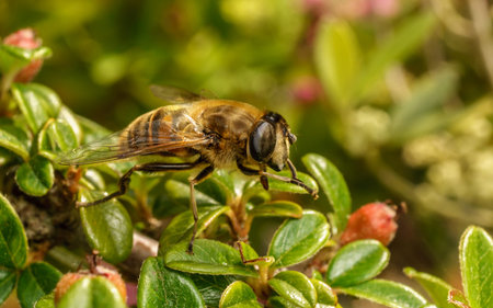 A Hoverfly