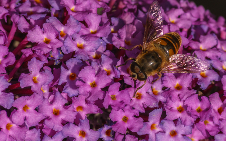 A Hoverfly feeding on a Buddleja flowerの写真素材