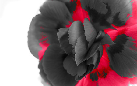 Macro of a beautiful pink Carnationの写真素材