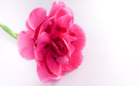 A macro photo of a pink Carnation isolated on a white backgroundの写真素材
