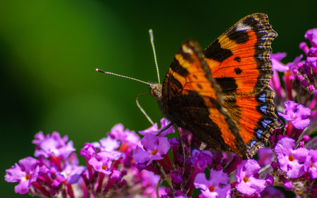 A beautiful Tortoiseshell Butterfly feeding on a Buddleja flowerの写真素材