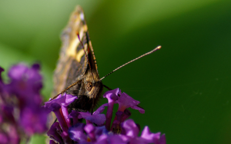 A beautiful Tortoiseshell Butterfly feeding on a Buddleja flowerの写真素材