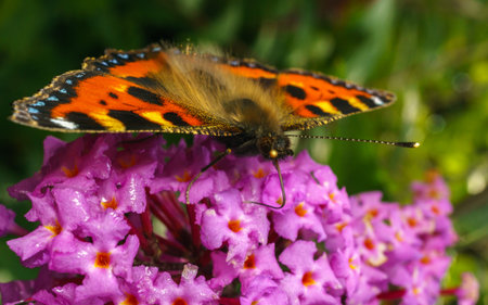 A beautiful Tortoiseshell Butterfly feeding on a Buddleja flower