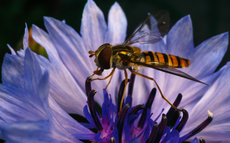 A macro photo of a Hoverfly on a purple and blue Cornflowerの写真素材