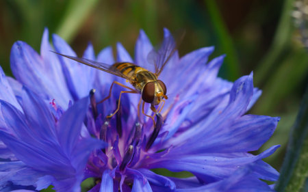 A macro photo of a Hoverfly on a purple and blue Cornflowerの写真素材
