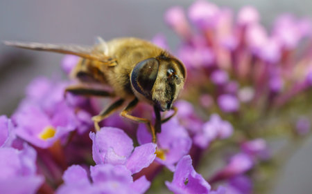 A macro photo of a Hoverfly on a purple Buddleja
