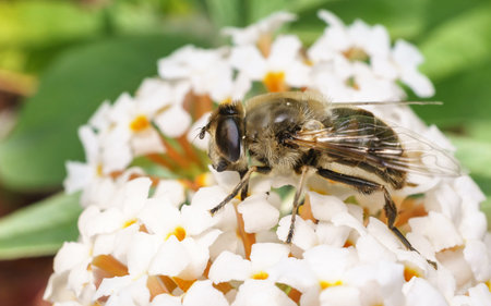 A macro photo of a Hoverfly on a white Buddleja