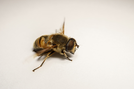 A macro photo of a Hoverfly isolated on a white backgroundの写真素材