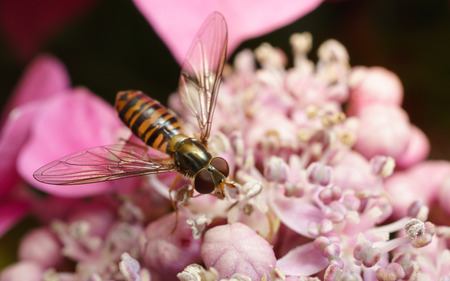 A Hoverfly feeding on a beautiful flowerの写真素材
