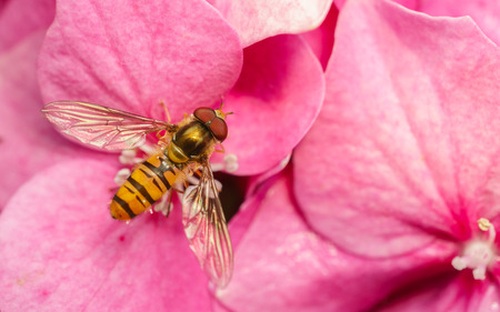 A Hoverfly feeding on a beautiful flowerの写真素材