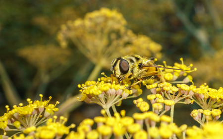 A yellow Hoverfly feeding on a yellow flowerの写真素材