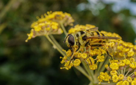 A yellow Hoverfly feeding on a yellow flower