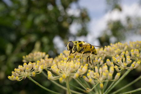 A yellow Hoverfly feeding on a yellow flower