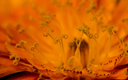 A macro or close-up photo of an orange and yellow Fox-and-cubs Wild flower