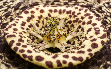 A unusual Cactus flower for a background or textureの写真素材