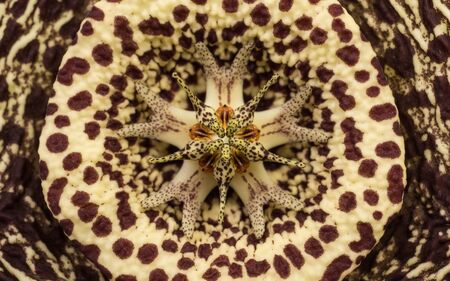 A unusual Cactus flower for a background or textureの写真素材