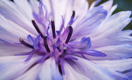 A beautiful flower close-up for background or textureの写真素材