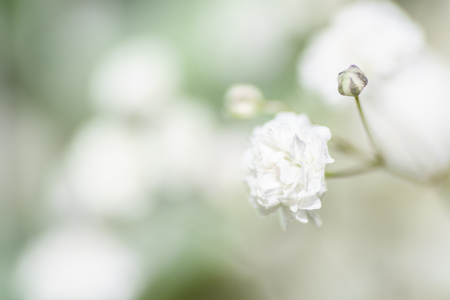Small white flowersの写真素材