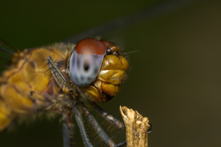 Macro or close-up portrait of a Dragonfly - stock photoの写真素材