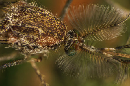 Mosquito macro photo, insect, fly
