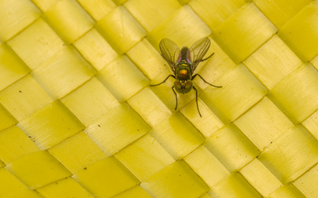Dolichopodidae Fly Macro photo, insectの写真素材