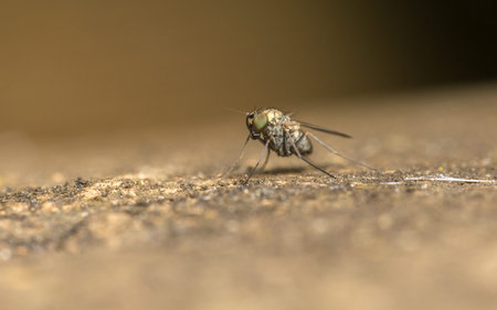Dolichopodidae Fly Macro photo, insect