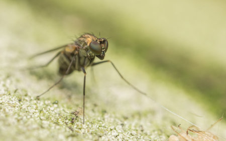 Dolichopodidae Fly Macro photo, insect