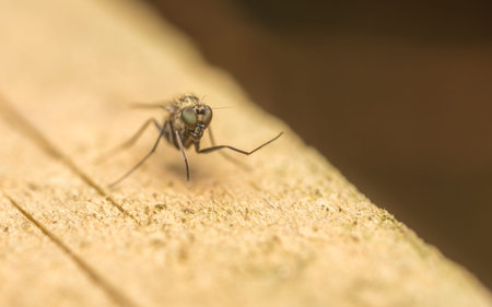 Dolichopodidae Fly Macro photo, insect