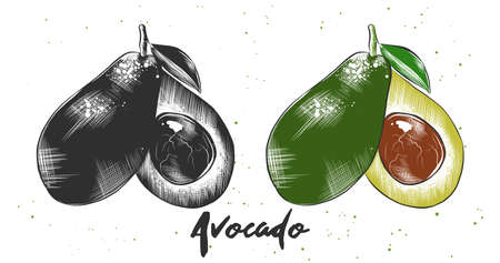 Hand drawn sketch of avocado in monochrome and colorful. Detailed vegetarian food drawing.のイラスト素材