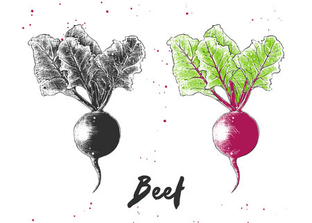 Hand drawn sketch of beet in monochrome and colorful. Detailed vegetarian food drawing.のイラスト素材