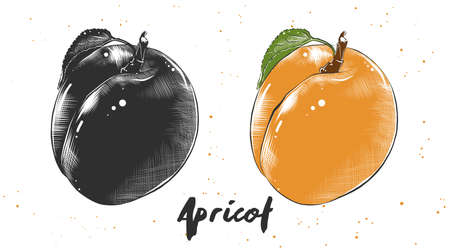 Hand drawn sketch of apricot in monochrome and colorful. Detailed vegetarian food drawing.のイラスト素材