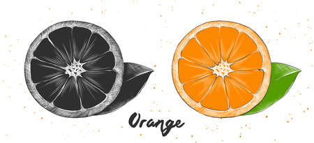 Vector engraved style illustration for posters, decoration and print. Hand drawn sketch of orange in monochrome and colorful. Detailed vegetarian food drawing.のイラスト素材