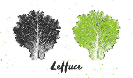 Vector engraved style illustration for posters, decoration and print. Hand drawn sketch of lettuce in monochrome and colorful. Detailed vegetarian food drawing.のイラスト素材