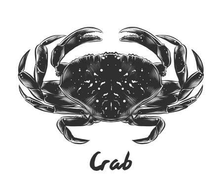 Vector engraved style illustration for posters, decoration and print. Hand drawn sketch of crab in monochrome isolated on white background. Detailed vintage woodcut style drawing.のイラスト素材