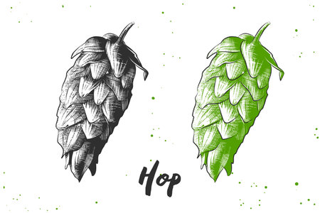 Vector engraved style illustration for posters, decoration and print. Hand drawn sketch of hop in monochrome and colorful isolated on white background. Detailed vegetarian food drawing.のイラスト素材