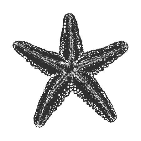 Vector engraved style illustration for posters, decoration and print. Hand drawn sketch of starfish in monochrome isolated on white background. Detailed vintage woodcut style drawing.のイラスト素材