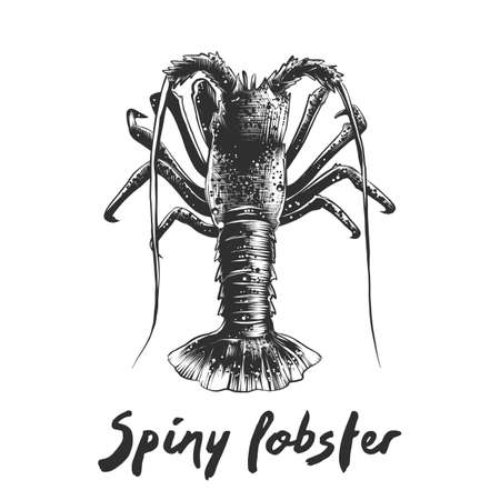 Vector engraved style illustration for posters, decoration and print. Hand drawn sketch of spiny lobster in monochrome isolated on white background. Detailed vegetarian food drawing.のイラスト素材