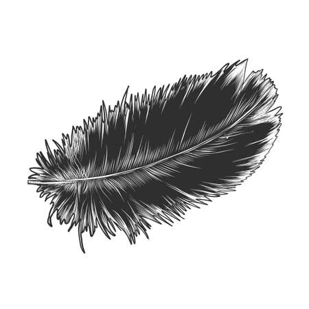 Vector engraved style illustration for posters, decoration and print. Hand drawn sketch of feather in monochrome isolated on white background. Detailed vintage woodcut style drawing.のイラスト素材