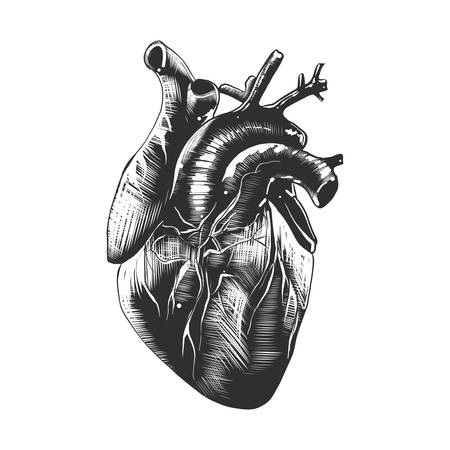 Vector engraved style illustration for posters, decoration and print. Hand drawn sketch of anatomical heart in monochrome isolated on white background. Detailed vintage woodcut style drawing.のイラスト素材