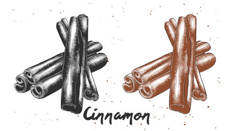 Vector engraved style illustration for posters, decoration and print. Hand drawn sketch of cinnamon in monochrome and colorful. Detailed vegetarian food drawing.のイラスト素材
