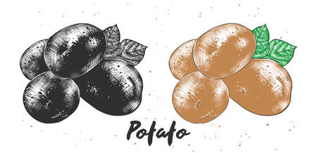 Vector engraved style illustration for posters, decoration and print. Hand drawn sketch of potato in monochrome and colorful. Detailed vegetarian food drawing.のイラスト素材