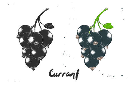 Vector engraved style illustration for posters, decoration and print. Hand drawn sketch of black currant in monochrome and colorful. Detailed vegetarian food drawing.のイラスト素材