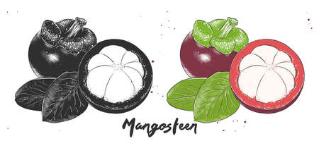 Vector engraved style illustration for posters, decoration and print. Hand drawn etching sketch of mangosteen in monochrome and colorful. Detailed vegetarian food linocut drawing.のイラスト素材