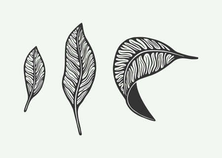 Retro vintage coffee or tea leafs. Can be used for badge or emblem design. Line woodcut style. Monochrome Graphic Art. Vector Illustration.のイラスト素材