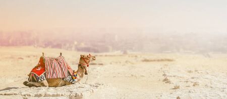 A camel sits on the sand in the desert against the background of a blurred town, with copy space. Giza Egyptの写真素材