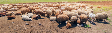 Herd of sheep in a pen in the open air