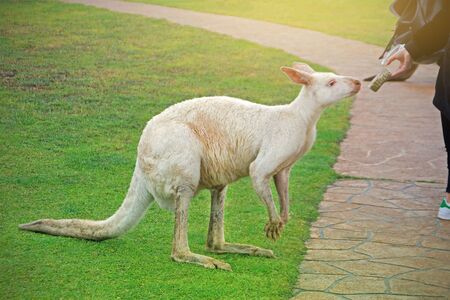 Kangaroo albino eats from the hands of the contact zooの写真素材
